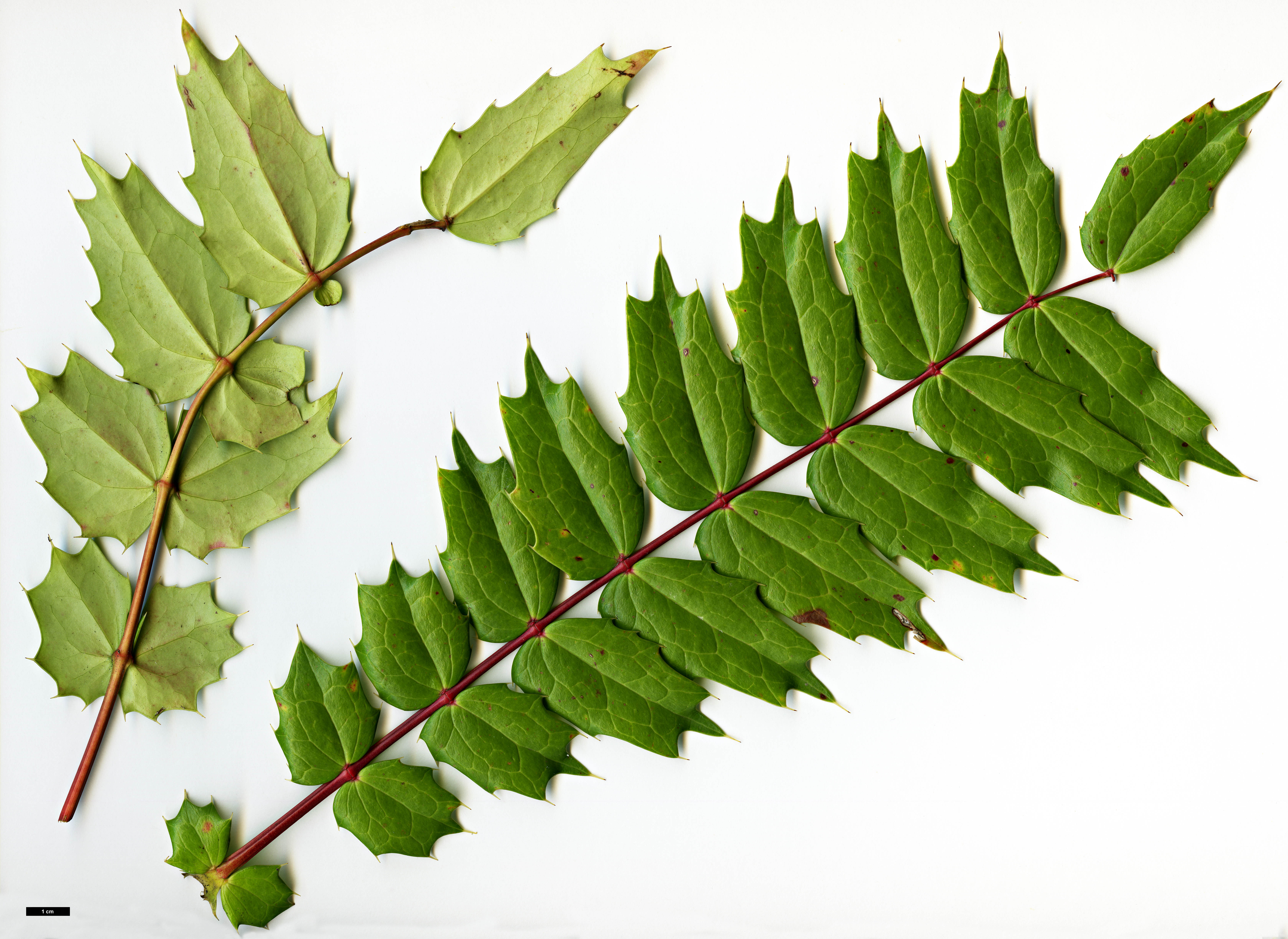 High resolution image: Family: Berberidaceae - Genus: Mahonia - Taxon: Ogisu 225